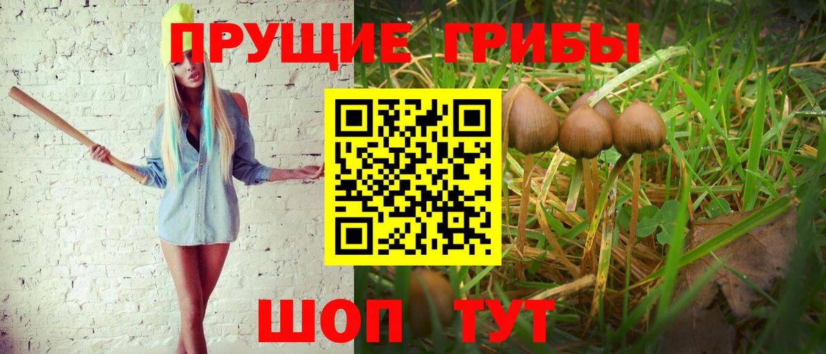 Псилоцибиновые грибы прущие грибы Приморско-Ахтарск